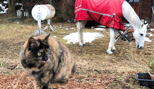 下のソーシャルリンクからフォロー