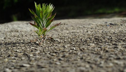 地方移住によって養いたい「生きる力」とは？