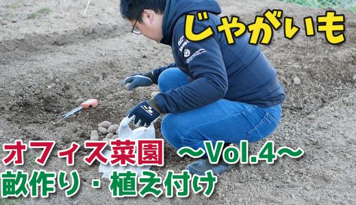 じゃがいもの畝づくり・植え付け&はつか大根を追加で種まき【移住生活】オフィス菜園～Vol.4～