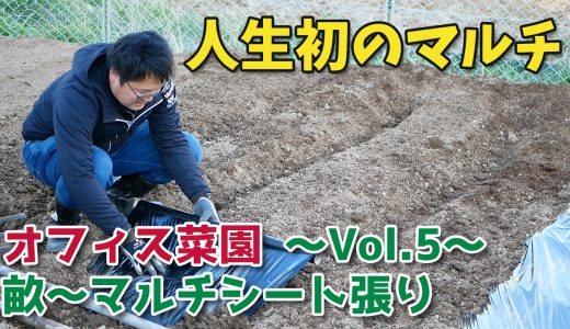 人生初のマルチシート張り【移住生活】オフィス菜園～Vol.5～