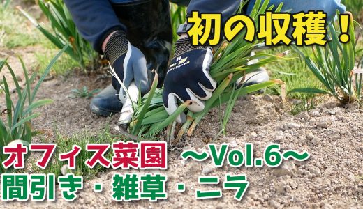 はつか大根の間引き・雑草取り・ニラの収穫【移住生活】オフィス菜園～Vol.6～