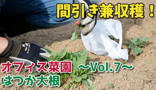 はつか大根の間引き兼収穫とニラの収穫その2【移住生活】オフィス菜園～Vol.7～