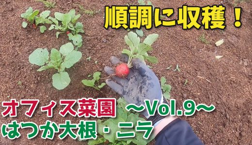 はつか大根とニラを収穫！はつか大根の間引きもしました【移住生活】オフィス菜園～Vol.9～