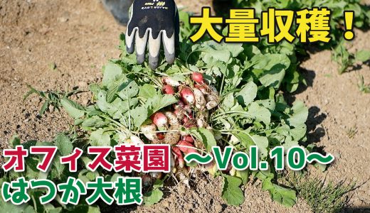 はつか大根を大量収穫！枝豆の種まき【移住生活】オフィス菜園～Vol.10～