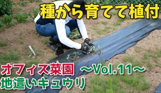 種から育てたきゅうりの苗を植え付け【移住生活】オフィス菜園～Vol.11～