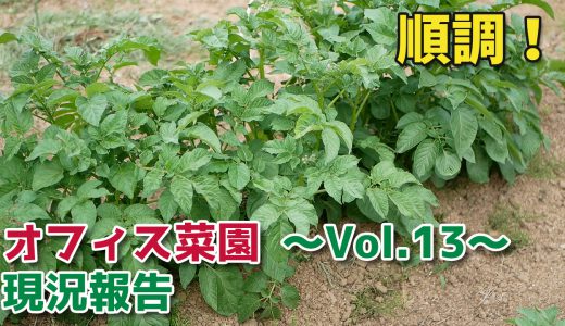 畑の現況報告【移住生活】オフィス菜園～Vol.13～