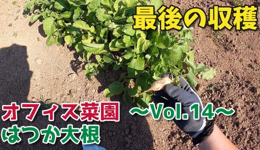 はつか大根最後の収穫！【移住生活】オフィス菜園～Vol.14～