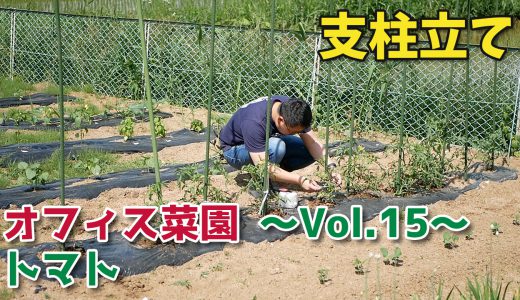 トマトの支柱立て【移住生活】オフィス菜園～Vol.15～