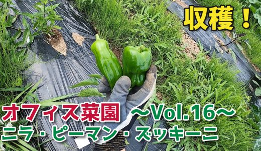 ニラ・ピーマン・ズッキーニを収穫【移住生活】オフィス菜園～Vol.16～