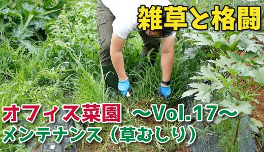 放置してしまった雑草との闘い【移住生活】オフィス菜園～Vol.17～