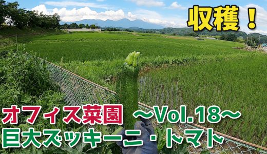 草むしり後の収穫！ズッキーニ・トマト【移住生活】オフィス菜園～Vol.18～