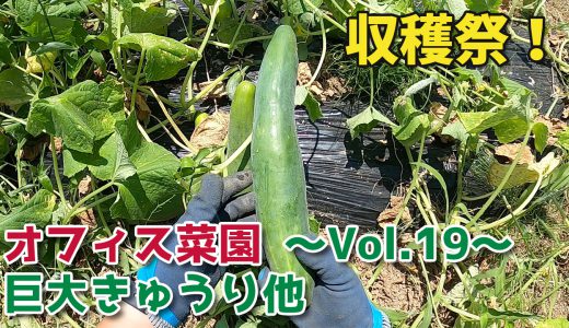 収穫祭！過去最多の収穫量を記録した巨大きゅうり・その他【移住生活】オフィス菜園～Vol.19～