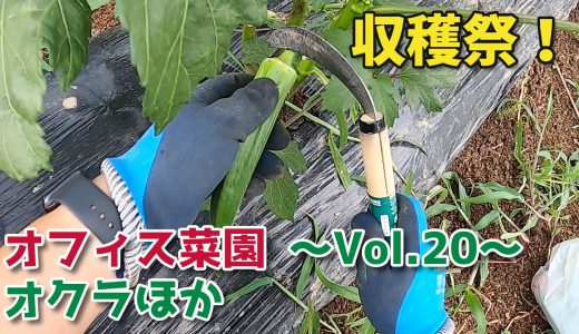 オクラの収穫祭！【移住生活】オフィス菜園～Vol.20～