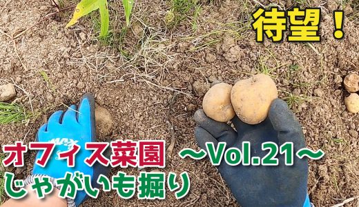 待望の芋掘り！じゃがいもなどの収穫【移住生活】オフィス菜園～Vol.21～