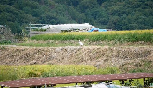 田んぼによくいる白鷺(しらさぎ)を撮ってみた