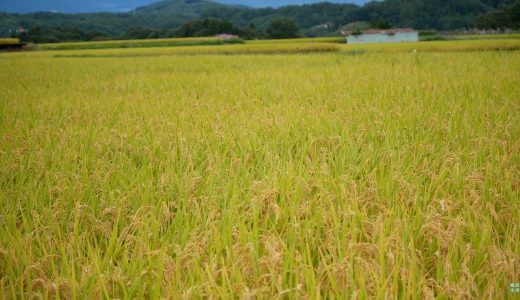 黄金色に輝く稲穂・田園風景～佐久の景色・風景Vol.3～