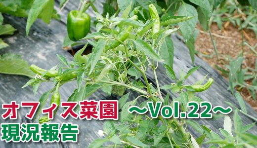 畑の現況報告【移住生活】オフィス菜園～Vol.22～