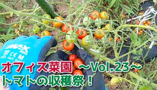 トマトの収穫祭！【移住生活】オフィス菜園～Vol.23～