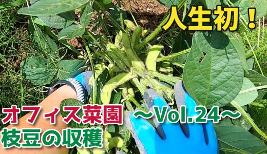 枝豆の収穫・芋掘り完了【移住生活】オフィス菜園～Vol.24～