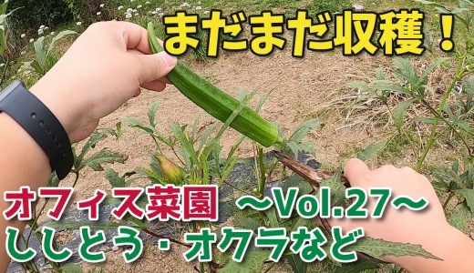 ししとう・オクラなどの収穫【移住生活】オフィス菜園～Vol.27～