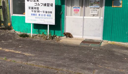 野生のタヌキに遭遇したが…