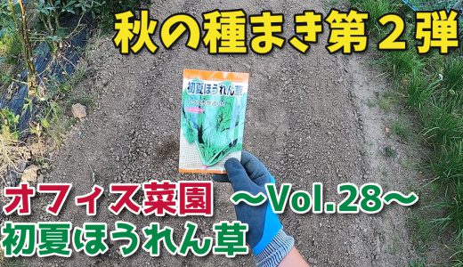 秋の種まき第二弾・ほうれん草まいてみた【オフィス菜園】～Vol.28～