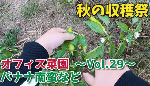 ししとう・ピーマンなどの収穫【オフィス菜園】～Vol.29～