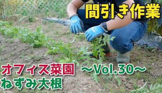 ねずみ大根の間引き【オフィス菜園】～Vol.30～