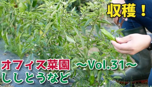 ししとう・ピーマン・バナナ南蛮の収穫【オフィス菜園】～Vol.31～