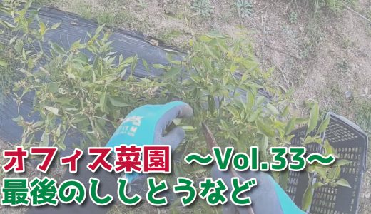 ししとうなどは今シーズン最後かもしれない収穫【オフィス菜園】～Vol.33～