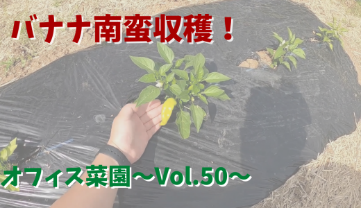 今シーズンの苗を植え付け後、初収穫！バナナ南蛮【オフィス菜園】～Vol.50～