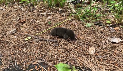 野生のモグラを救出！地上に出てしまったようなので土に潜れる場所まで・・・