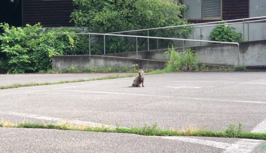 なぞの動物？春日温泉で野生のタヌキと思われる野生動物に遭遇