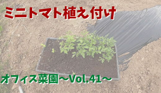 ミニトマトの苗を植え付け【オフィス菜園】～Vol.41～