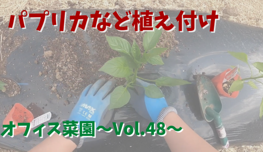 パプリカ・ピーマン・バナナ南蛮の植え付け【オフィス菜園】～Vol.48～