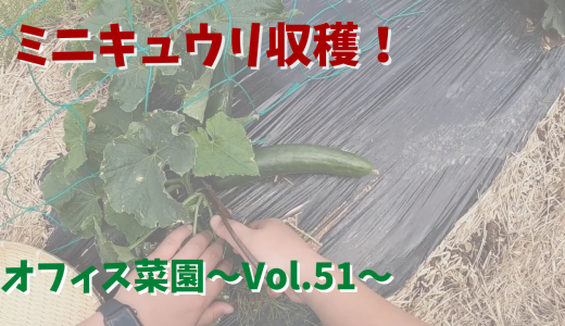 ミニキュウリを収穫しているはずだが・・・【オフィス菜園】～Vol.51～