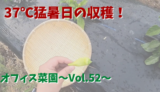 信州佐久で37℃！？ミニキュウリとバナナ南蛮を収穫【オフィス菜園】～Vol.52～