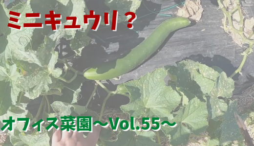 ミニキュウリのはずが・・・【オフィス菜園】～Vol.55～