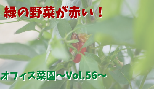 個人的に衝撃！あの野菜が赤くなった・・・【オフィス菜園】～Vol.56～