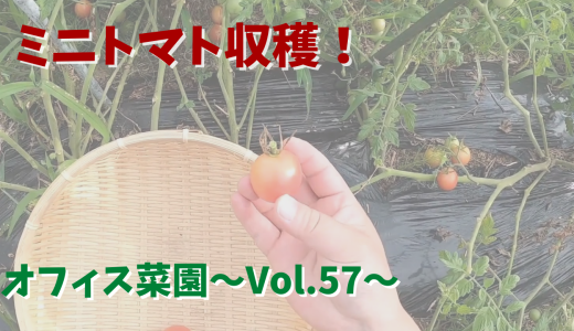 いよいよミニトマト収穫！【オフィス菜園】～Vol.57～