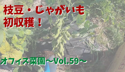 今シーズン初収穫！枝豆とじゃがいも【オフィス菜園】～Vol.59～