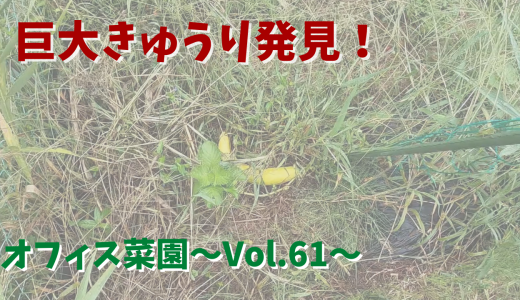 衝撃の巨大きゅうり発見！など畑の現状【オフィス菜園】～Vol.61～