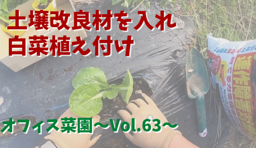 土壌改良材を入れて白菜を植え付けしてみた【オフィス菜園】～Vol.63～