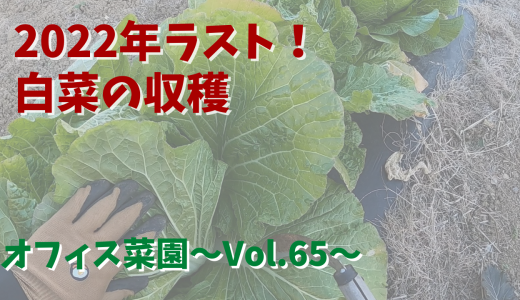 2022年ラスト！秋に植えた白菜を収穫【オフィス菜園】～Vol.65～