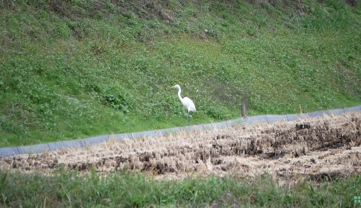 白鷺（シラサギ）の食事探し・食事シーン撮ってみた